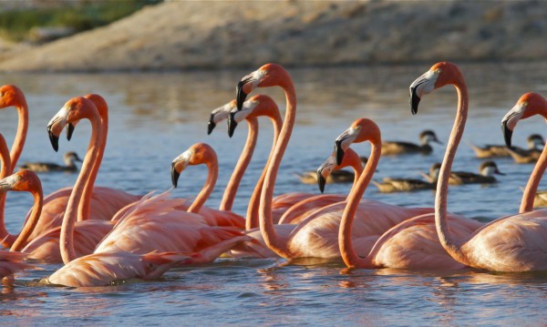 necker islands flamingos