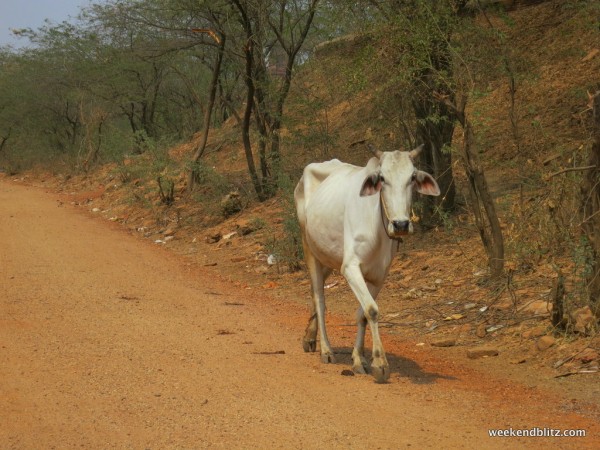 Cows roaming the streets in the less crowded roads outside of town